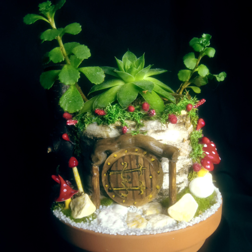 Faery House Live Plant #1